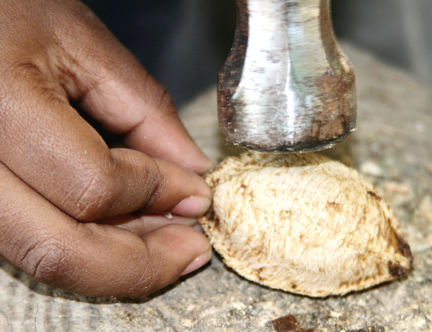 Cracking an almond.
