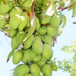 Mangoes right around the corner