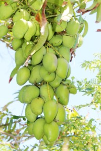 Long mangoes are a favorite of locals.