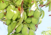 Mangoes right around the corner