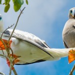 Wetland reserve a haven for wildlife