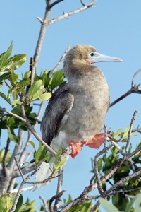 Little Cayman has the largest red-footed booby colony in the Caribbean.