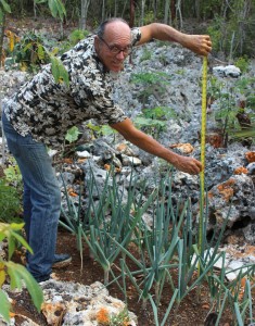 Mr. Chisholm measures the stalks of scallions on his farm.