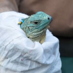 Bacteria linked to blue iguana deaths