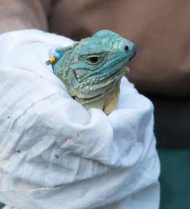 A baby Blue Iguana is inspected before being released in the wild. PHOTO: Stephen Barten