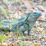 EDITORIAL – Breach of Trust: Why no word about threat to blue iguanas?