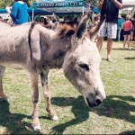 Jack the donkey: A Pedro institution