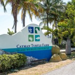 Turtle Farm proves an educational draw