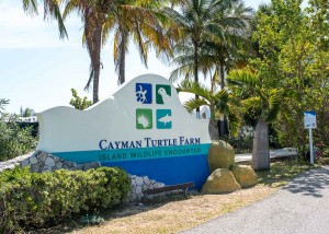 Schoolchildren regularly visit the Cayman Turtle Farm as part of the farm’s educational programs.