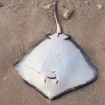 Warning after dead stingray find