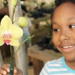 Orchid show draws crowd