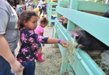 Agriculture show draws big crowds