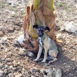 When will animal cruelty laws ever be enforced?