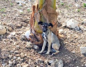 Lennie is also known as ‘Survivor’ because he survived being chained to a tree and nearly starved to death.