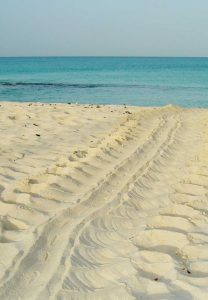 Turtle tracks, traditionally called Batabano in Cayman, left in the sand by a nesting female. – Photo: Gary Redfern