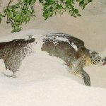 Enormous recovery for green sea turtles