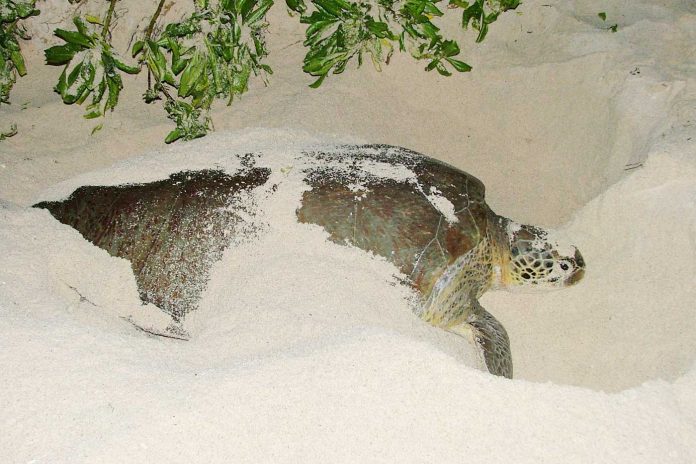 Nesting-Turtle-Mark-Orr-(Read-Only)