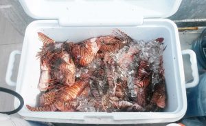 A bounty of lionfish on its way to diners at Vivo restaurant.
