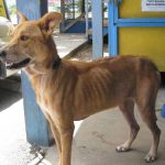 Editorial – On litter, and litters: Our problems with garbage and dogs