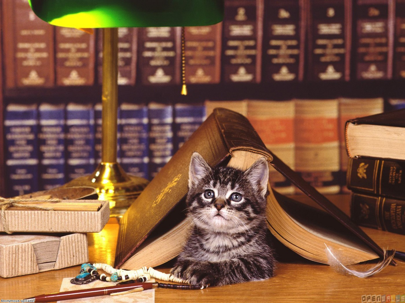 Once the cats have finished reading them, the Humane Society sells the books to make way for more.