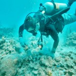 Restoration completed of reef damaged by Paul Allen’s yacht