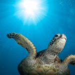 Turtle Farm releases come under fire