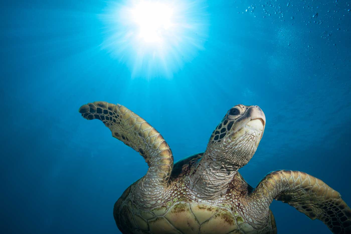 Turtle Farm releases come under fire Cayman Compass