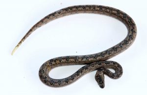 With a diamond pattern on its back and yellow colored tail, the harmless ground boa is sometimes confused with a baby rattlesnake. - PHOTO: JEWEL LEVY