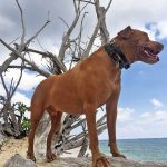 Dog walkers needed for beach day