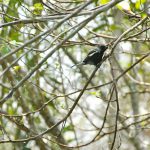 Getting to know Cayman’s birds