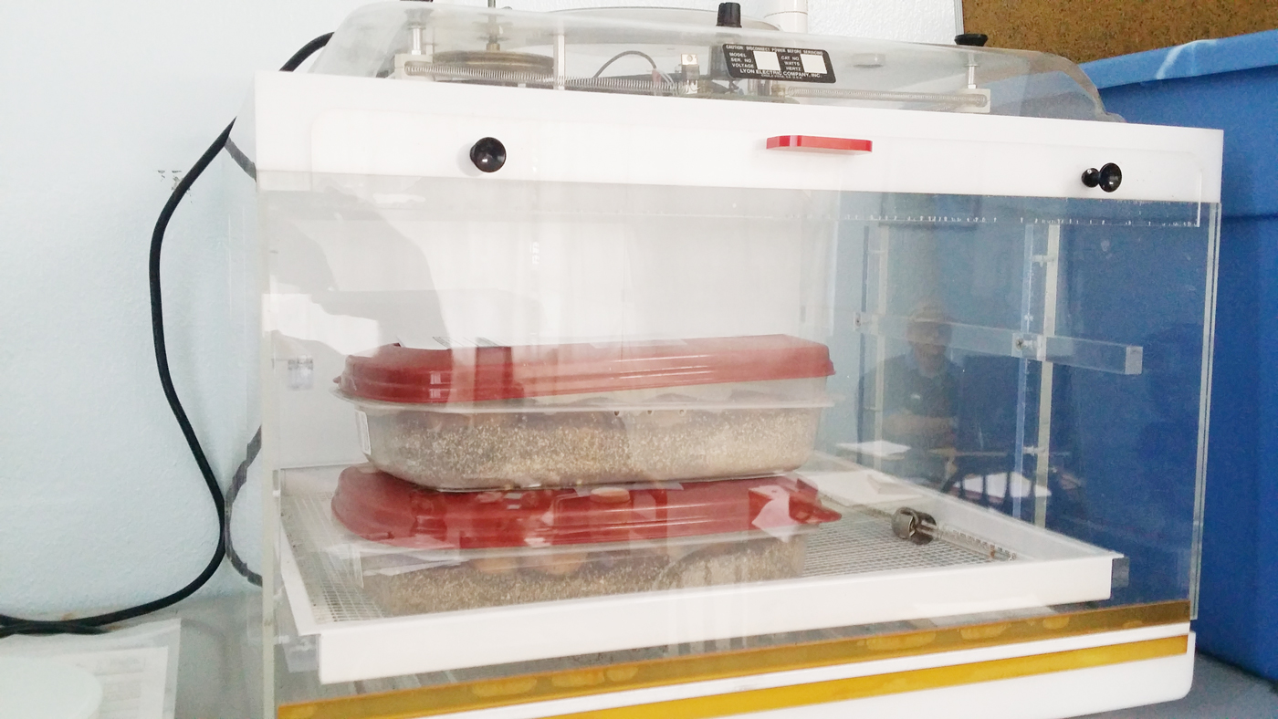 The eggs are placed in vermiculite while in the incubator.