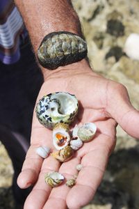 Bleeding teeth, periwinkles, zebras, whelks and limpets can be found on the rocks around the blow holes.