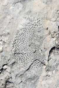 This fossil is one of many that can be seen along the ironshore.
