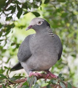 The Turtle Farm will be releasing a bumper crop of captive bred white-crowned pigeon chicks later this year.