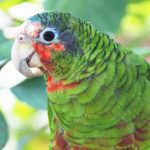 Baby parrots among several new Turtle Farm arrivals