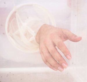 Renaud Lacroix of Oxitec places his hand inside a mesh box with genetically modified mosquitoes to demonstrate that the male Aedes aegypti do not bite.