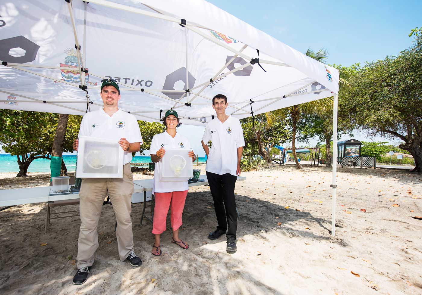 engineered mosquitoes to be released in Grand Cayman