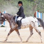 Cayman dressage team ready for challenge