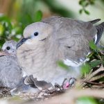 Breeding season: What to do if you discover a baby bird