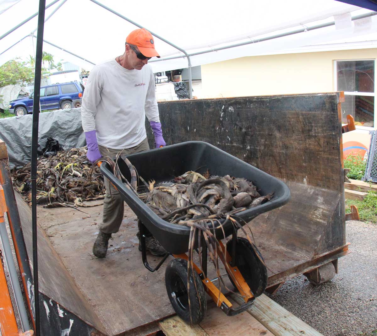 Deputy Director of the Department of Environment Tim Austin assists with the counting and disposal of the dead iguanas. – PHOTO: JAMES WHITTAKER