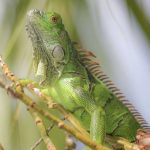 Stopping iguanas before they hatch