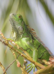 Green iguana populations have exploded in Grand Cayman, threatening the habitat of other wildlife.
