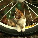 ‘PAWS on Wheels’ set for Sunday