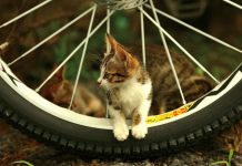 ‘PAWS on Wheels’ set for Sunday