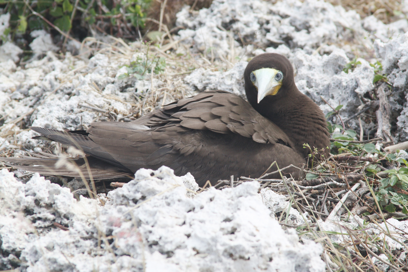 A brown booby roosts.