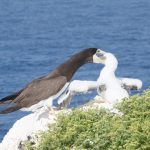 Sister Islands seabird study kicks off