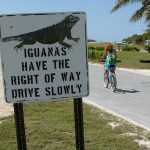 Little Cayman home to rare iguanas