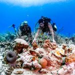Reef restoration from Carnival anchor drop nears completion