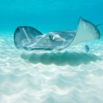 Letter: Protect Cayman’s waters