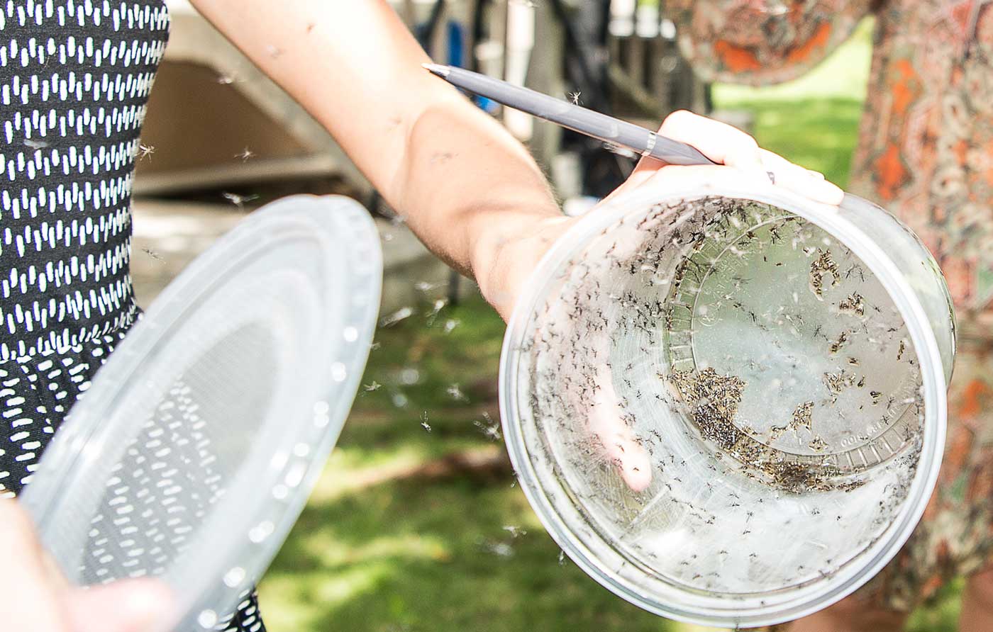 MosquitoesRelease6(ReadOnly) Cayman Compass